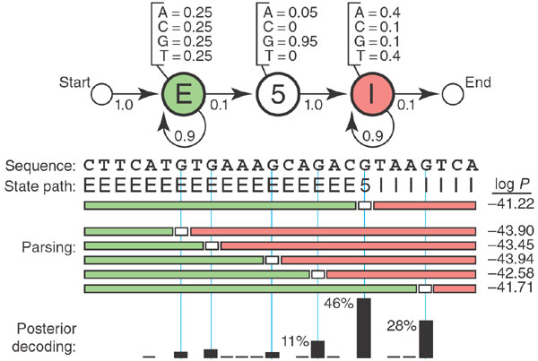 A diagram of a simple Hidden Markov Model for a eukaryotic gene, figure from , used by permission.